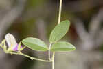 Downy milkpea